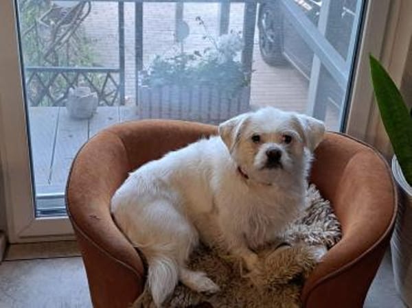Susy kleine Mixhündin 4-6 Jahre 97318