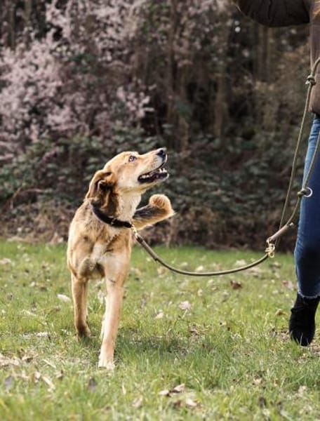 Luna sucht ihr Für-Immer-Zuhause