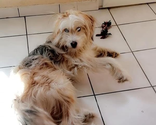 ALPHA
