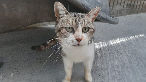 Isa