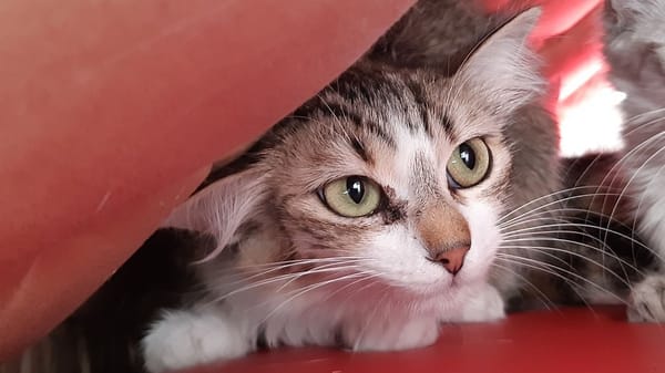 Ciboulette