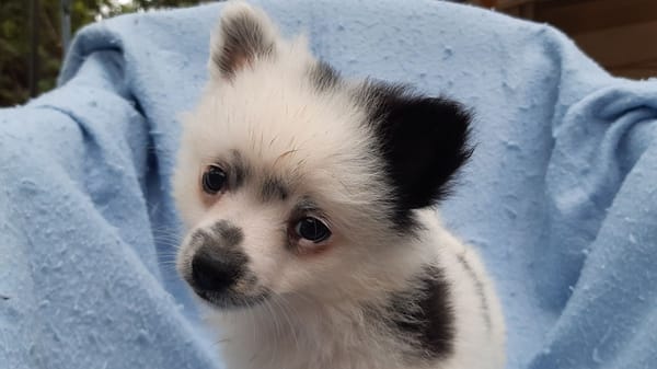 Domino