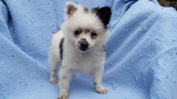 Domino
