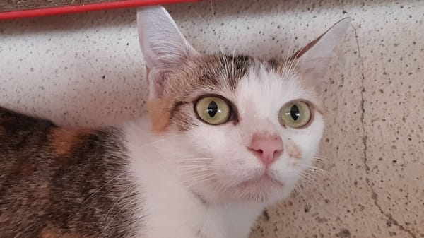 Minisa