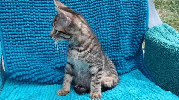 Potijaguar