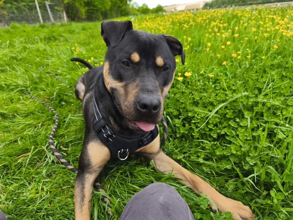 GATOR dit ATLAS VAA