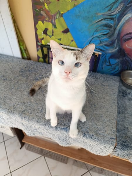 Lily Rose, la belle minette