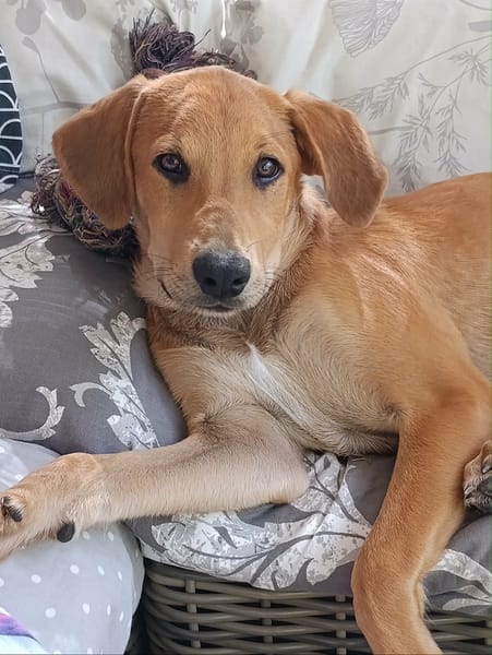 Loki, l'adorable x Griffon