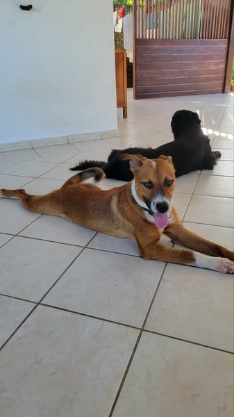Aloka le beau gosse créole