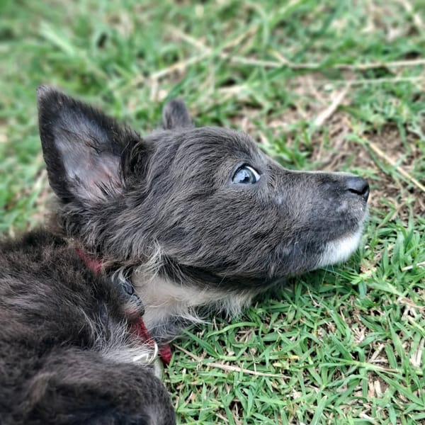 ✨️ SULFI ✨️ 🐶