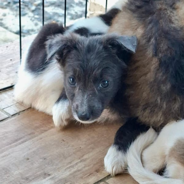 ✨️ SULFI ✨️ 🐶