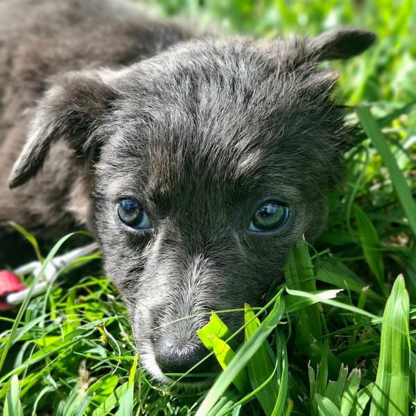 ✨️ SULFI ✨️ 🐶