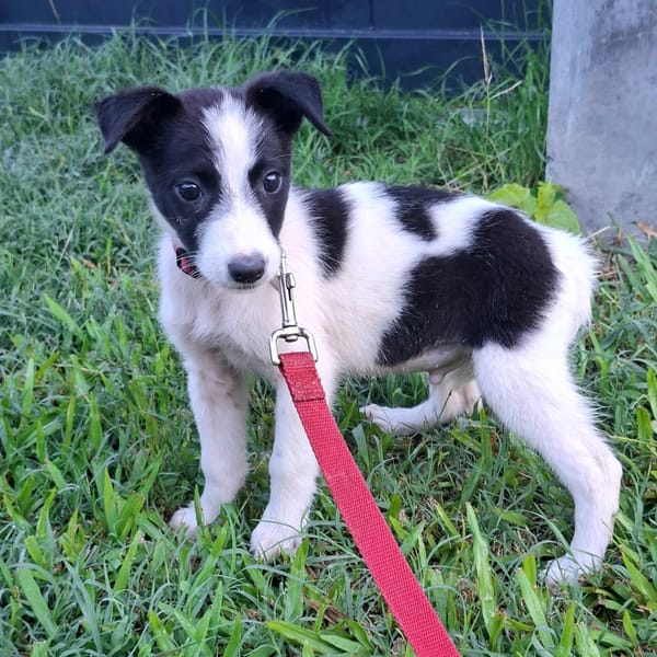 ✨️ TANIN ✨️ 🐶