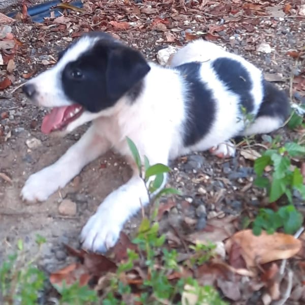✨️ TANIN ✨️ 🐶