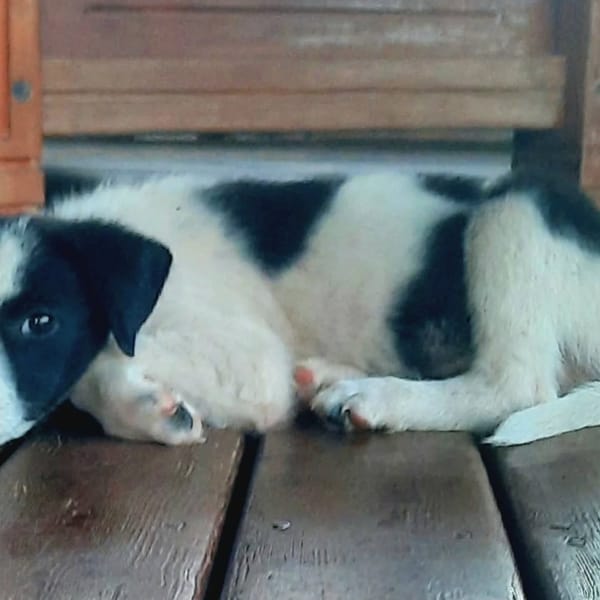 ✨️ TANIN ✨️ 🐶