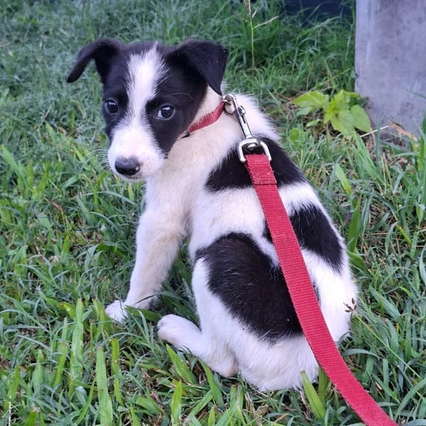 ✨️ TANIN ✨️ 🐶