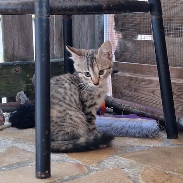 ✨️ LOUANA ✨️ 🐱