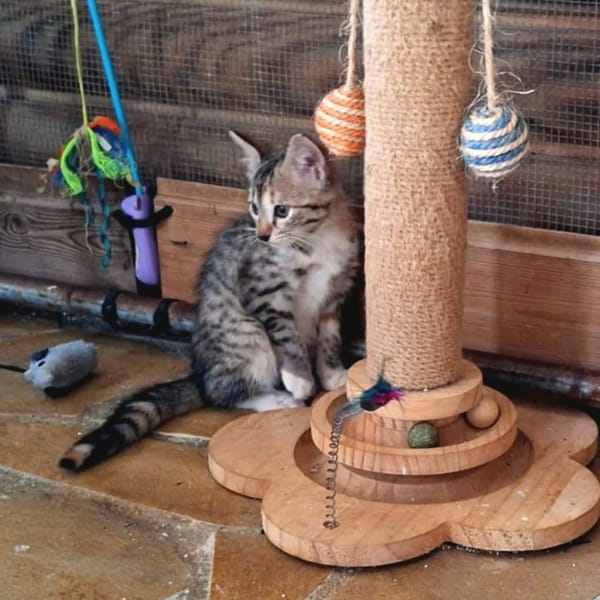 ✨️ LOUANA ✨️ 🐱