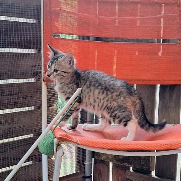 ✨️ LOUANA ✨️ 🐱