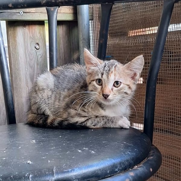 ✨️ LOUANA ✨️ 🐱