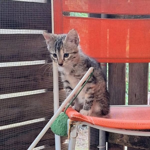 ✨️ LOUANA ✨️ 🐱