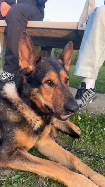 Alf 💙sucht sein Für-immer-Zuhause 🐾