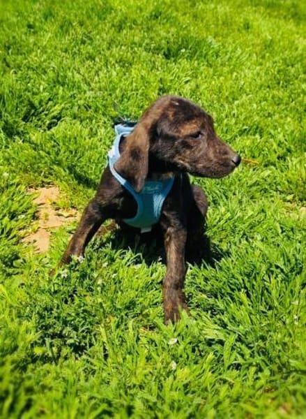 Bently sucht ein Körbchen