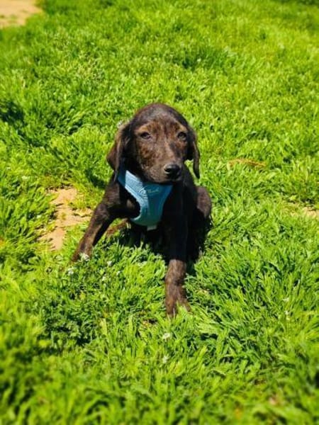Bently sucht ein Körbchen