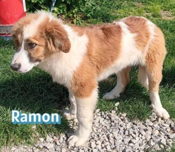 Ramon - verschmust und verspielt