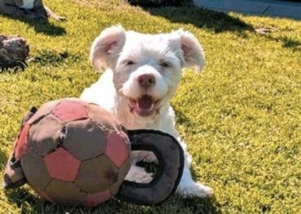 Tyson sucht seine Menschen