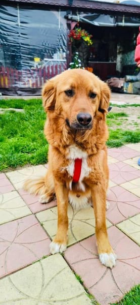 Vinni ein toller Golden Retriever Mix
