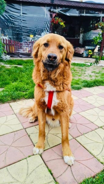Vinni ein toller Golden Retriever Mix