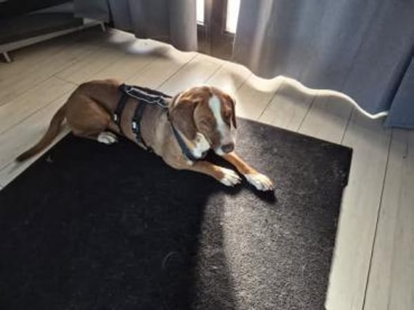 Tommy sucht seine Menschen