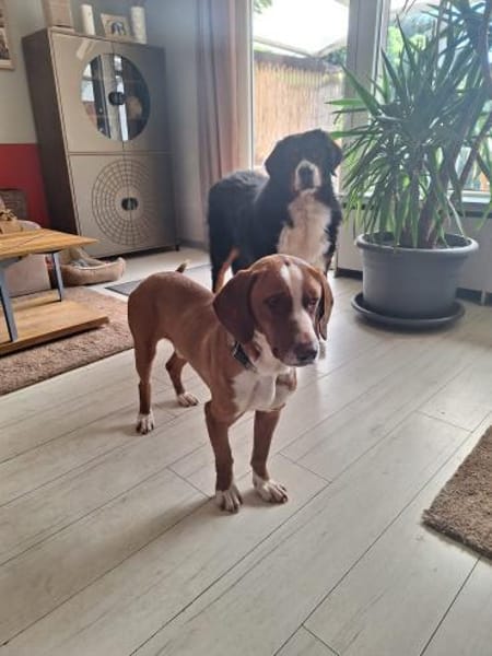 Tommy sucht seine Menschen