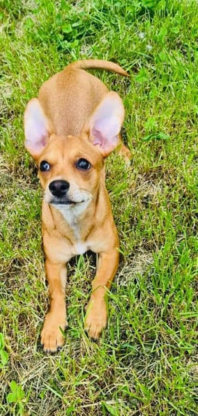 Moni ein Chihuahua Pinscher mix