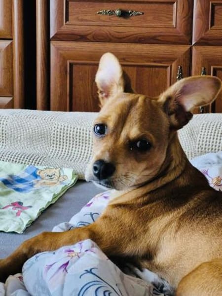 Moni ein Chihuahua Pinscher mix