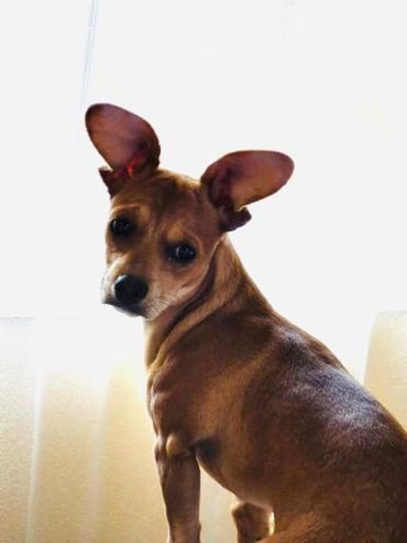 Moni ein Chihuahua Pinscher mix