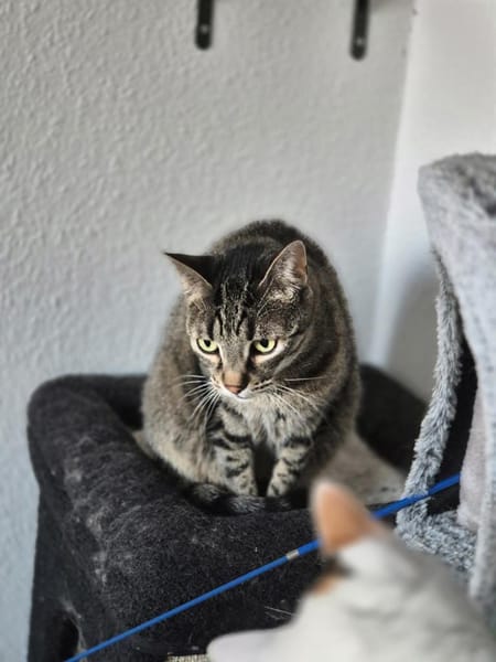 Gnadenplatz für Milly