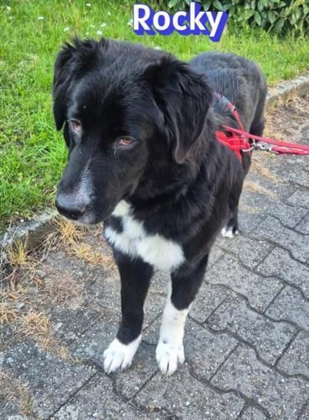 Rocky - freundlich und menschenbezogen