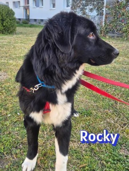 Rocky - freundlich und menschenbezogen