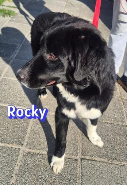 Rocky - freundlich und menschenbezogen