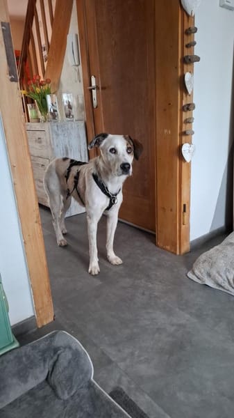 Benny sucht dringend ein Zuhause