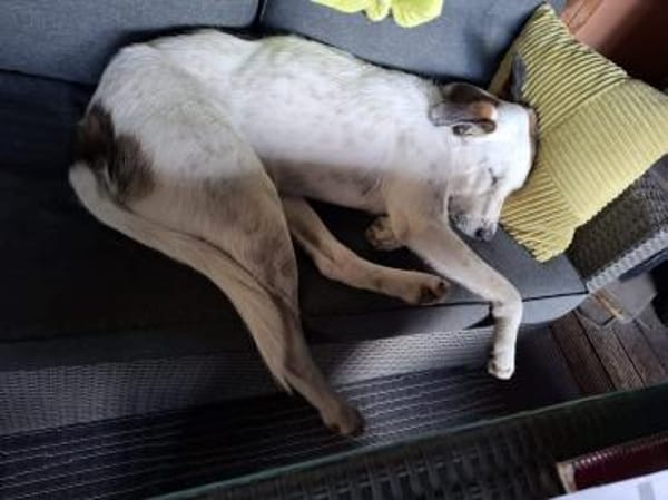 Benny sucht dringend ein Zuhause