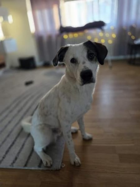 Benny sucht dringend ein Zuhause