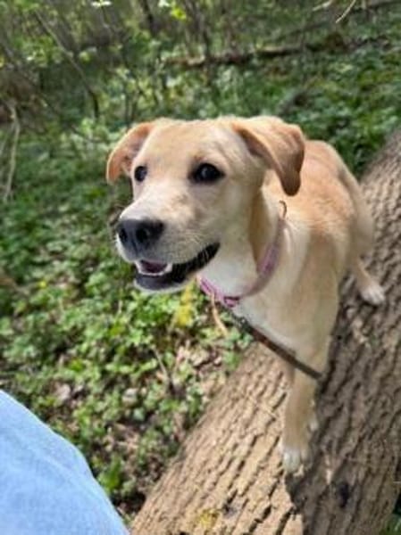 Sandy die kleinbleib. Welpin / 82284