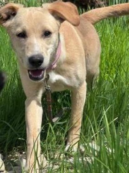 Sandy die kleinbleib. Welpin / 82284