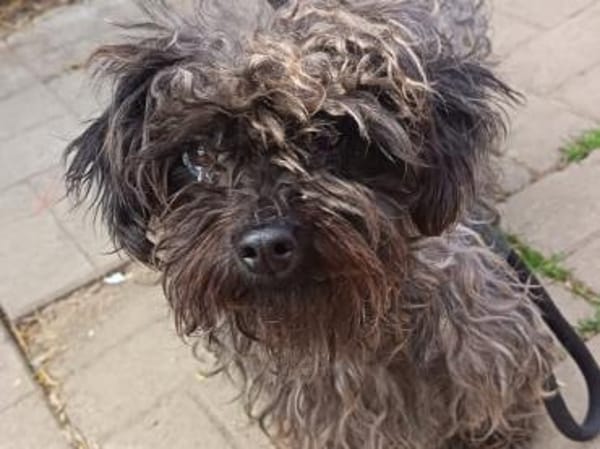 Lotti sucht nach Liebe