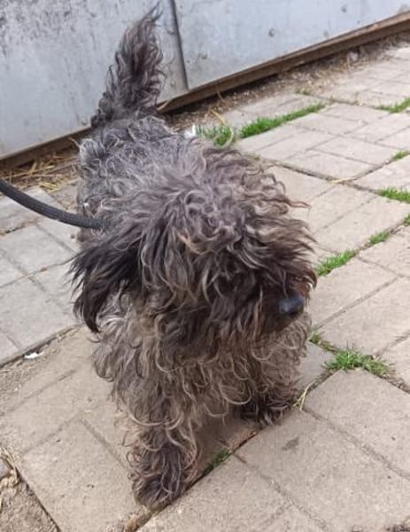Lotti sucht nach Liebe