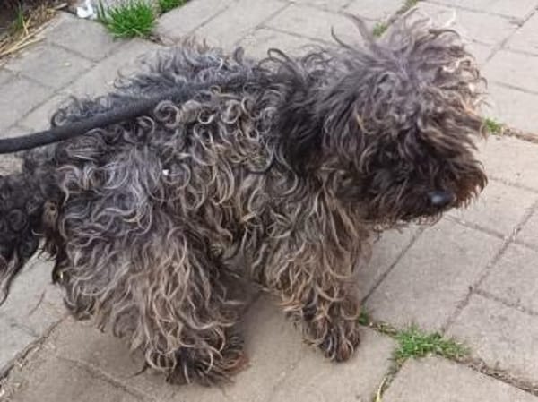 Lotti sucht nach Liebe