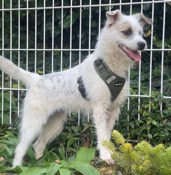 Nussini Terriermix / PLZ 82284